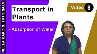 Transport in Plants  NEET  Absorption of water  Neela Bakore Tutorials [upl. by Eloisa]