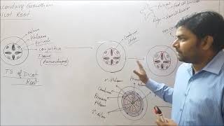 Secondary growth in dicot root [upl. by Nydnarb837]