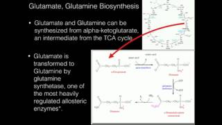 Glutamate Glutamine Biosynthesis [upl. by Guy]