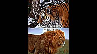 Siberian tiger vs african lion [upl. by Viviana406]