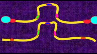 GENETICS 3 CHROMOSOMES PERICENTRIC PARACENTRIC INVERSIONS [upl. by Lesoj]