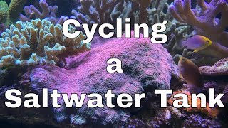 How to Cycle a Saltwater Tank  Marine Aquarium Part 1  Red Sea Reefer XL 425 Build [upl. by Ryley]