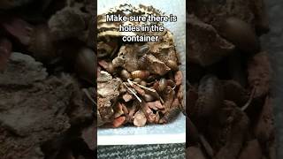 how to make a dubia roache enclosure🌿🌲🌳🍁 animals tarantula scorpion shorts dubai roaches [upl. by Chill687]