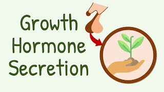 Growth Hormone Secretion [upl. by Llenrev]