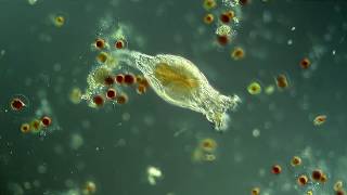 Rotifer hunting Haematococcus pluvialis [upl. by Farron225]