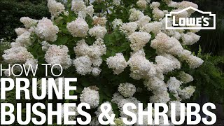 How to Prune Trim amp Shape Your Bushes amp Shrubs [upl. by Ambrosius634]