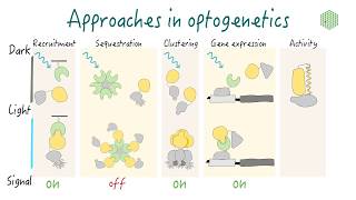 Optogenetics Principles and approaches [upl. by Derna546]