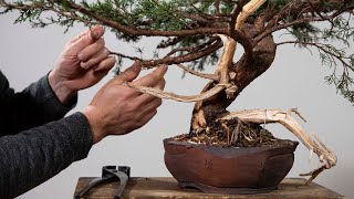 How to Make a Juniper Bonsai [upl. by Keeler]