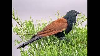 Centropus bengalensis Lesser Coucal [upl. by Missie]