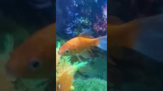 Saurabh fish tank fishing aquarium fish goldfish guppy fishtank petsvlog petfish [upl. by Elrem]