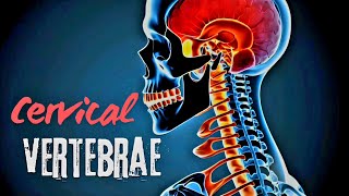 Cervical Vertebrae Explained Structure and Adaptations I Atlas amp Axis [upl. by Akinod]