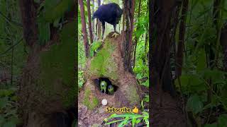 birds birdslover nature jungle shortvideo shorts [upl. by Alonso]