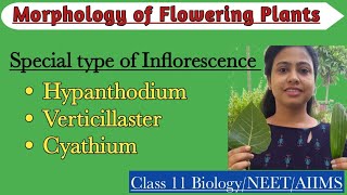 Special Type of InflorescenceHypanthidium Verticillaster CyathiumMorphology of Flowering Plants [upl. by Schulman]