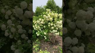 Viburnum Opulus “Roseum”  Illinois Zone 5 Garden Shorts [upl. by Segalman]