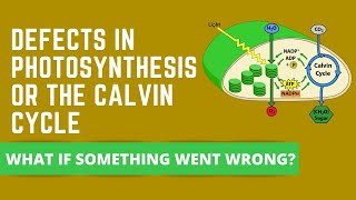 WHAT IF THERE WERE DEFECTS IN PHOTOSYNTHESIS OR CALVIN CYCLE [upl. by Kola426]