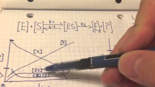 Graphing Michaelis Menten kinetic processes [upl. by Rosen]