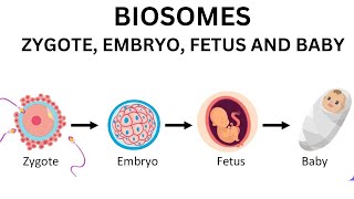 What is the difference between Zygote Embryo and fetus infant👶 [upl. by Adiari]