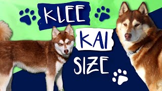 Alaskan Klee Kai Size What Size Are Klee Kai AKK [upl. by Adnamal]