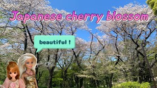 The second half of the cherry blossom season 2024 in Japan [upl. by Annoyt]