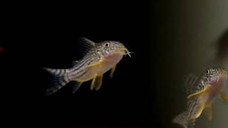 Corydoras sterbai [upl. by Atenahs]