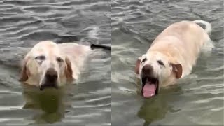 Dog Had A Little Too Much Water [upl. by Chaddy]