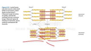 La contrazione muscolare [upl. by Bonine]