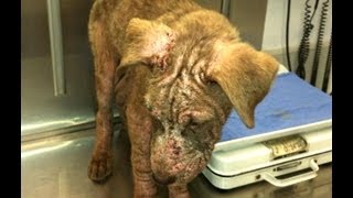 Update on shelter dog Chopper saved from being euthanized [upl. by Ettenay]