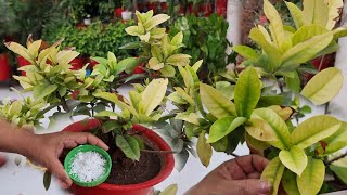 Ixora Leaves Turning Yellow 😱  What to Do  How to Cure Yellow Leaves in Ixora Plant [upl. by Harday]