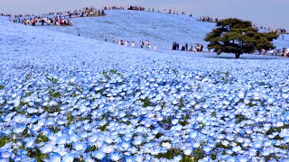 Japan travel walk  Hitachi seaside park at spring  Japan Walk [upl. by Lirrad]