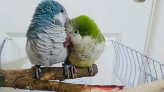 Parrots Preening Each Other  Parrots Grooming Each Other  Birds Massage 🦜parrot [upl. by Jaela]