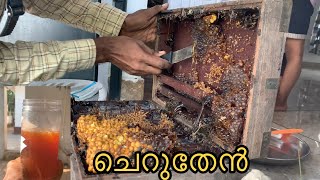 Stingless bee honey harvesting l ചെറുതേനീച്ച കോളനി [upl. by Sy]