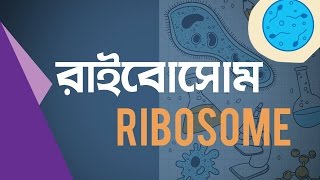 ০১০৭ অধ্যায় ১  DNA কীভাবে বৈশিষ্ট্য প্রকাশ করে How does DNA express traits  HSC [upl. by Annawahs]