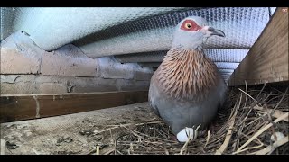 Pigeon Broods Eggs Up Close  Blissful Birding [upl. by Singleton]