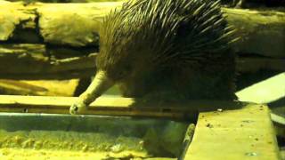 ハリモグラのお食事沼津港深海水族館 [upl. by Ytteb772]