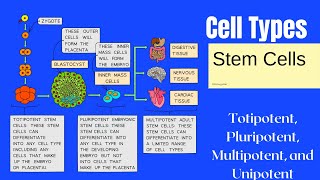 Stem Cells Types TotipotentPluripotent Multipotent Unipotent Stem Cells CIE A Level Biology [upl. by Yesiad]