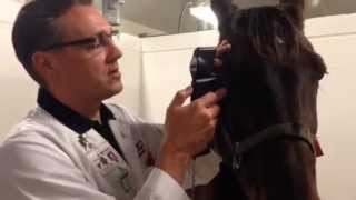 Measuring Equine IOP with the TONOVET tonometer  user video [upl. by Yeliab]