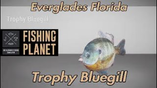 Fishing Planet Trophy Bluegill Everglades Florida [upl. by Aremmat]