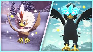 Live Full Odds Shiny Rufflet After 373 Seen  Evolution  Pokémon Legends Arceus [upl. by Ahsiele174]