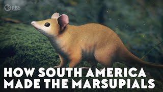 How South America Made the Marsupials [upl. by Ecaroh859]