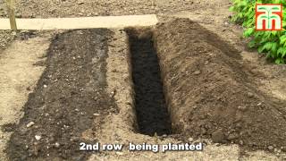 How to plant and grow Asparagus with Thompson amp Morgan [upl. by Allyson415]