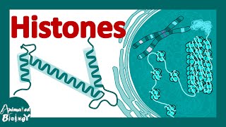 Histones  histones and nucleosomes  histone modification  structure of histones [upl. by Atiruam]