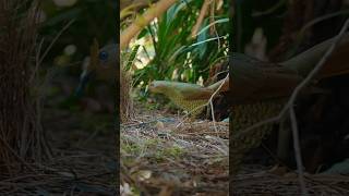 Newbirdsstatusvideos bowerbird lyrebird birds bird birdwatching birdsphotography shorts [upl. by Loredana]