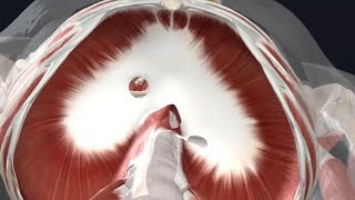 Thoracoabdominal diaphragm with 3 D animation Dissection discussion amp Development [upl. by Longwood110]