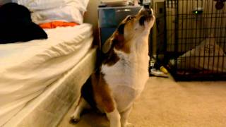 A perfect corgi howl [upl. by Disario]