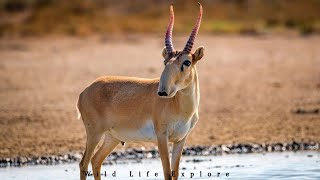 Saiga Antelope  The Ancient Survivor of the Eurasian Steppes [upl. by Ayvid87]