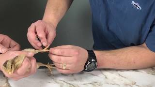 Banding Baby Chicks For Identification [upl. by Notliw76]