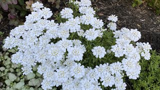 Candytuft Iberis Sempervirens Cut Back After Blooms May 22 2023 [upl. by Miksen322]