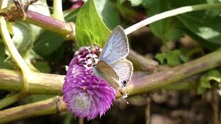 Longtailed Blue Butterfly Visits Globe Amaranth Flowers for Nectar [upl. by Refeinnej329]