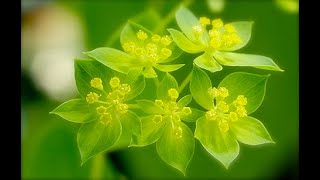 Herb of the Week  Bupleurum chinenseChai Hu [upl. by Margaret113]