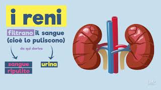 I Calcoli Renali Cosa Sono Sintomi Cura e Alimentazione [upl. by Colon]